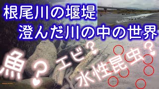 岐阜の川【根尾川】3月後半、合流点付近の堰堤で水中探索！水中生物との初めての出逢いが！