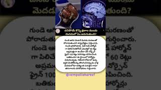 చనిపోయే కొన్ని క్షణాల ముందు మెదడులో ఏం జరుగుతుంది