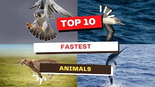 Top 10 Fastest Animals You Won't Believe Exist!