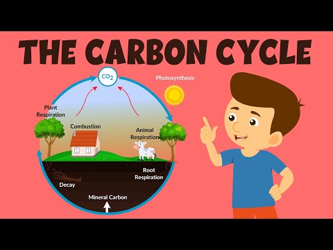 What is one way that carbon enters the atmosphere?