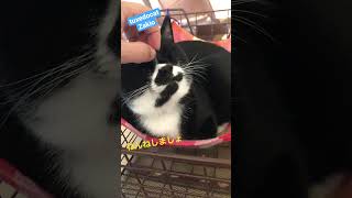 tuxedo-cat 😊ねんねしましょ【猫動画】白黒猫ざきお