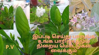 பாரிஜாதம் அதிக மொட்டுகள் வைக்க உதவும் கரைசல்|how to get more buds in parijatham|parijat plant care|