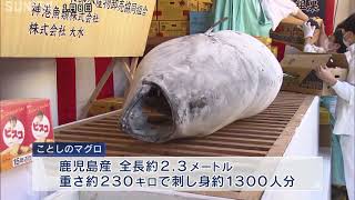 西宮神社で特大マグロ奉納 十日えびすを前に