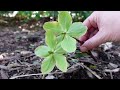 make cut hellebores last longer in the vase how to harvest and condition hellebores northlawn