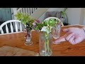 make cut hellebores last longer in the vase how to harvest and condition hellebores northlawn