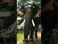 തൃക്കടവൂർ ശിവരാജു തൂത പൂരം 2023 thrikkadavoor sivaraju thootha pooram 2023 elephant