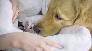  Golden Retriever Excited to Meet Newborn Kittens