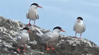 青い空と海飛び交うベニアジサシ　奄美の風物詩