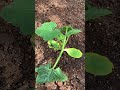 planting zucchini squash started from seed garden grow food home plants