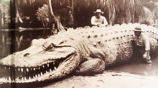100 Crocodile Encounters You Should Never Watch Alone