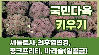 [해뜰다육/향기보기] 다육이소품,세툴로사,천후엽변경,핑크프리티,원터메리,라디칸스,앵성,까라솔(일월금)#다육이키우기#국민다육