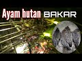 4 EKOR AYAM HUTAN BERUJUNG DI PANGGANG #Berburu.Ayam hutan hijau,Tupai