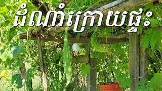 ចំការក្រោយផ្ទះ My parents summer mini garden 🌻🍃