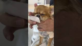 まめまる歯磨きタイム！ #チワワ #チワワのいる生活 #犬 #犬のいる生活 #癒し