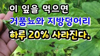 신장병을 낫게하고 소변거품을 싹 터트리는 약초