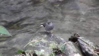 Female Plumbeous Water Redstart @ Sikkim