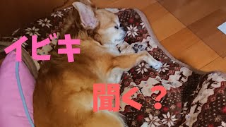 #Shorts 【チワワ】 イビキ ‼️Chihuahua snoring