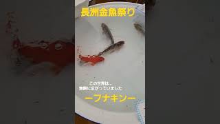 【長洲金魚祭り】フナキンって？ #shorts #金魚 #フナキン