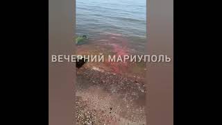 В Мариуполе море на Центральном пляже залили краской