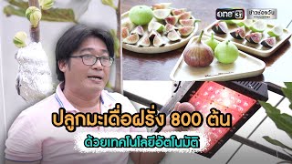 ปลูกมะเดื่อฝรั่ง 800 ต้น ด้วยเทคโนโลยีอัตโนมัติ | ข่าวช่องวัน