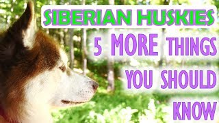 Siberian Husky 5 More Things You Should Know Before Getting One