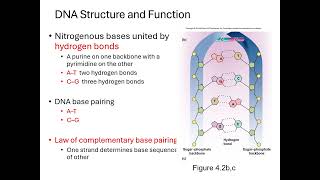 Chapter 4 Genetics and Cellular Function Micro Lecture 1 Intro to DNA