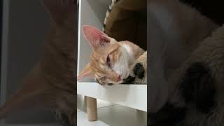 目を開けながらいびきをかく子猫 Kitty is snoring with his eyes open. 【Shorts】