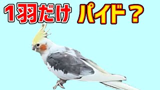 公園のオカメインコで1羽だけパイドを発見【cockatiel】