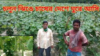 চলুন ঝিঙে চাষের দেশে ঘুরে আসি||\n jinge chas||commercial Ridge gourd cultivation ||