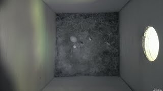 Nestbox 20190611/15:00 - 13 frames with movement