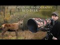 Red Deer - Wildlife Photography (Killarney National Park)