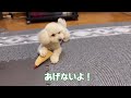 あげない〜 ★トイプードルのうめ吉くん 1573日目 ★umekichi diary of poodle dog