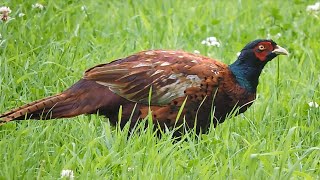 Common Pheasant