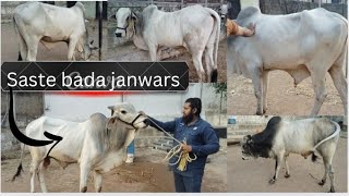 saste bade janwar total 5.pic Bull's 🐂available Location Hyderabad