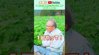 無農薬無肥料が当たり前に！？【おうちで元気な無農薬野菜を育てよう】 #shorts