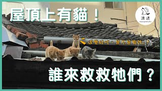 EP11 屋頂上竟然有好幾隻小貓，誰來救救他們？OMG Kittens on the roof？ How we gonna get them 浪途 noramichi