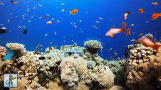 Wonderful Coral Reef Aquarium Fish 4K ~ Relaxing Music for Sleep, Study, Meditation & Yoga • 3 HOURS