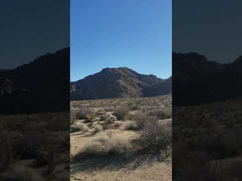 Do Joshua trees grow in the desert?