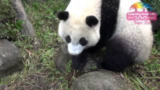 圓仔戶外玩躲貓貓 Yuan-Zai Plays Hide-and-seek at Outdoor Enclosure