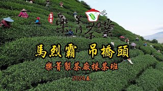 馬烈霸採春茶 茶園空拍 樂菁製茶廠採茶班工作記錄