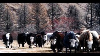 Mongolian Yaks in Khentii Mountain