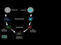 spotted dna microarray types of dna microarray microarray gene chip