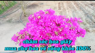 chăm sóc hoa giấy mua chợ hoa về sống khỏe 100%