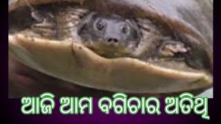 ଆମର ବାରି କୁନୁଆଁ