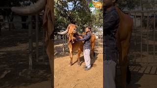 જુના નોર ની ગીર ગાય પદમા #shorts  #cow #bull  #gujaratnirasdhara