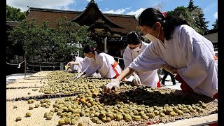 青空の下、梅の「土用干し」始まる