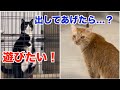 【神回】シャーシャー猫が初めて鳴いた！