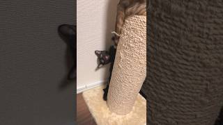 姉猫リンルゥの天才的な省エネ育児 #shorts #cat #cats #猫