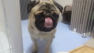 【これぞパグ】寝落ち寸前でもごはんと聞けばお目々ぱっちり【パグpugのパンチくん】