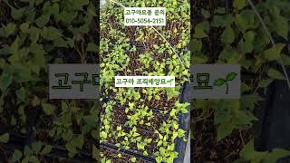 25 1대 고구마모종 \u0026 조직배양증식묘 다수확 고품질 고구마 재배를 위한 고구마모종🌱 #고구마모종 #고구마농사 #고구마